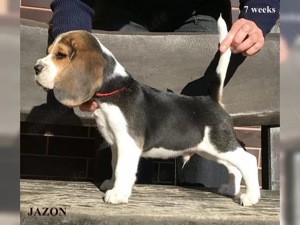 Beagle Welpen reinrassig