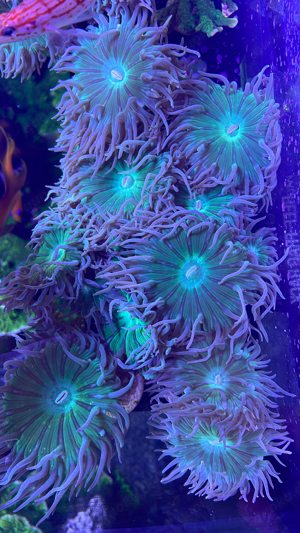 Korallenableger abzugeben LPS SPS Weichkorallen Bild 4