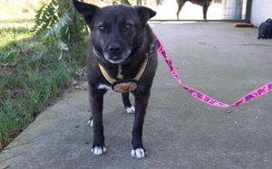 ruhige Vesta sucht liebevolles Zuhause Bild 5