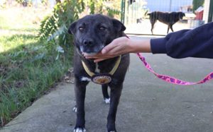 ruhige Vesta sucht liebevolles Zuhause Bild 7