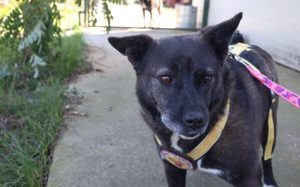 ruhige Vesta sucht liebevolles Zuhause Bild 6