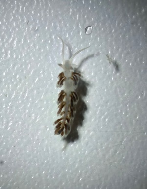 Berghia Nudibranch Schnecken  Bild 2