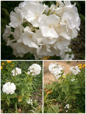 Weißer Phlox  Flammenblume - winterharte Staude - Pflanzen  Teilstücke