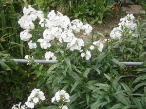 Weißer Phlox  Flammenblume - winterharte Staude - Pflanzen  Teilstücke Bild 7
