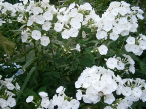 Weißer Phlox  Flammenblume - winterharte Staude - Pflanzen  Teilstücke Bild 2