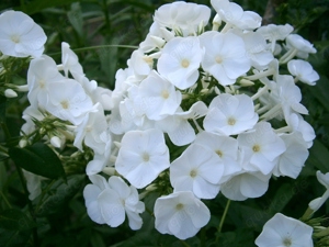 Weißer Phlox  Flammenblume - winterharte Staude - Pflanzen  Teilstücke Bild 6