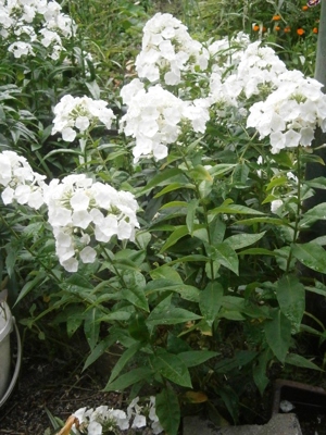 Weißer Phlox  Flammenblume - winterharte Staude - Pflanzen  Teilstücke Bild 3