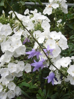 Weißer Phlox  Flammenblume - winterharte Staude - Pflanzen  Teilstücke Bild 5