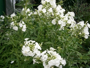 Weißer Phlox  Flammenblume - winterharte Staude - Pflanzen  Teilstücke Bild 4