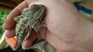 Private Reptilien-Hilfe Bild 3