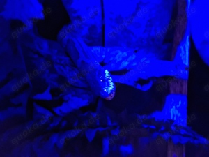 Private Reptilien-Hilfe Bild 4