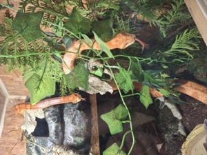 Private Reptilien-Hilfe Bild 2