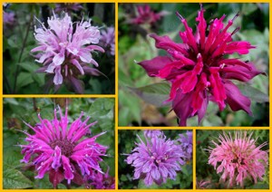  Monarda  5 verschiedene - Staudensamen Bild 6