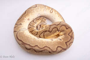 1.0 Pastel Enchi Clown proven 