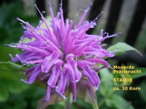  Monarda  5 verschiedene - Staudensamen Bild 2