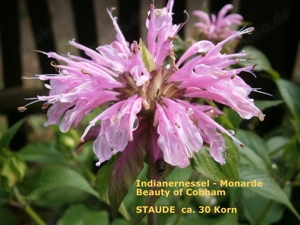  Monarda  5 verschiedene - Staudensamen