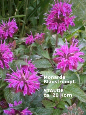  Monarda  5 verschiedene - Staudensamen Bild 5