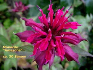  Monarda  5 verschiedene - Staudensamen Bild 3