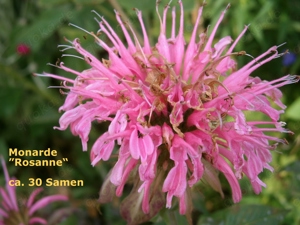  Monarda  5 verschiedene - Staudensamen Bild 4
