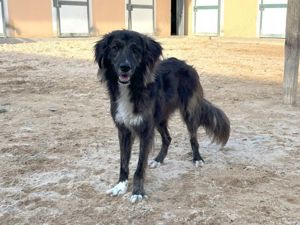 Dick sucht sein Zuhause (noch auf Sardinien)