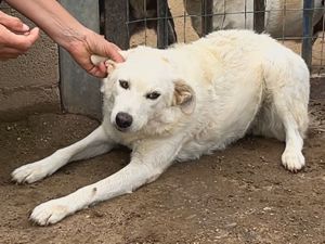 Peace sucht ihr Zuhause (noch auf Sardinien) Bild 5