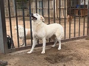 Peace sucht ihr Zuhause (noch auf Sardinien) Bild 3