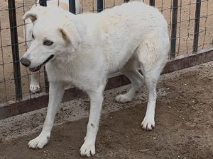 Peace sucht ihr Zuhause (noch auf Sardinien) Bild 4