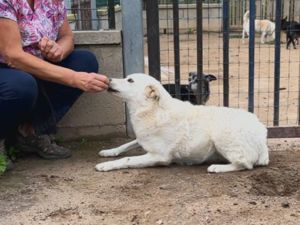 Peace sucht ihr Zuhause (noch auf Sardinien) Bild 2