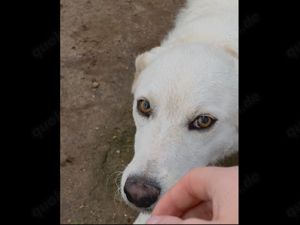 Peace sucht ihr Zuhause (noch auf Sardinien) Bild 6