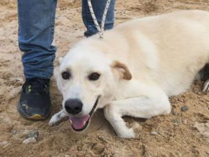 Ciop sucht sein Zuhause (noch auf Sardinien) Bild 2