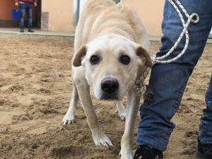 Ciop sucht sein Zuhause (noch auf Sardinien) Bild 3