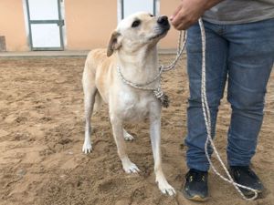 Ciop sucht sein Zuhause (noch auf Sardinien) Bild 6