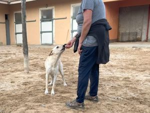 Ciop sucht sein Zuhause (noch auf Sardinien) Bild 4