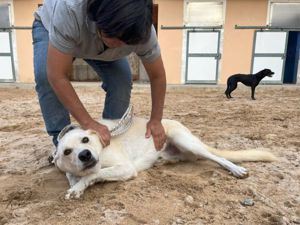 Cip sucht sein Zuhause (noch auf Sardinien) Bild 2