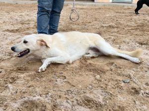 Cip sucht sein Zuhause (noch auf Sardinien) Bild 3