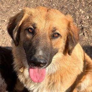 Neville Longbottom, geb. ca. 12 2023, lebt in GRIECHENLAND, im städt. Tierheim Serres