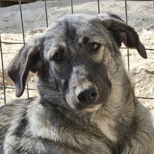 Nina Chuba, geb. ca. 02 2024, lebt in GRIECHENLAND, im städt. Tierheim Serres