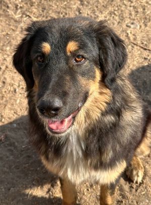 Rubeus Hagrid, geb. ca. 12 2023, lebt in GRIECHENLAND, im städt. Tierheim Serres  Bild 5