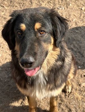 Rubeus Hagrid, geb. ca. 12 2023, lebt in GRIECHENLAND, im städt. Tierheim Serres  Bild 4