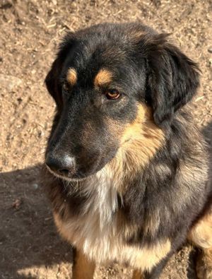 Rubeus Hagrid, geb. ca. 12 2023, lebt in GRIECHENLAND, im städt. Tierheim Serres  Bild 3