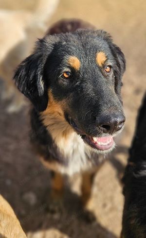 Rubeus Hagrid, geb. ca. 12 2023, lebt in GRIECHENLAND, im städt. Tierheim Serres  Bild 8