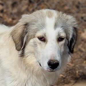 Shirin, geb. ca. 02 2024, lebt in GRIECHENLAND, im städt. Tierheim Serres