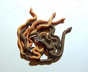 Heterodon nasicus (Westliche Hakennasennatter) DNZ 2024 aus Hobbyzucht