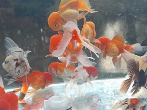 Oranda Premium Mix 5-8 cm 25 Stück - Top Angebot - Nur solange der Vorrat reicht - nur 99,- Euro