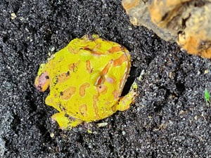Schmuckhornfrosch "Pikachu" 