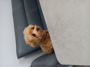 Deckrüde !! Kein Verkauf  Bild 2