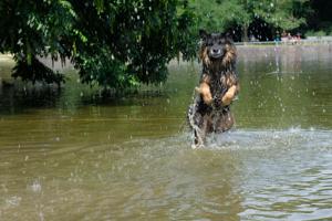 Lieber Bruno sucht liebevolle Familie Bild 8