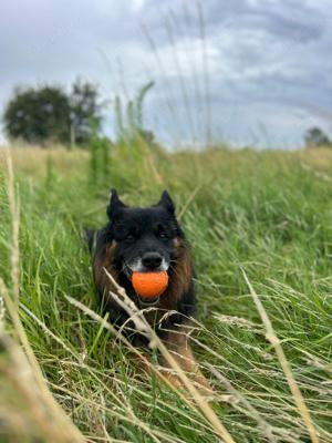 Lieber Bruno sucht liebevolle Familie Bild 9