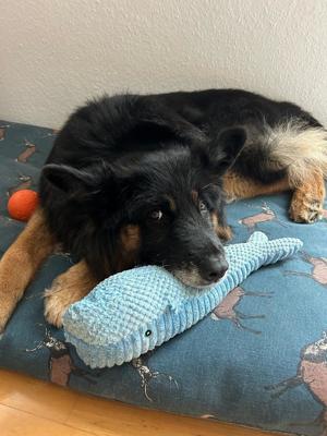 Lieber Bruno sucht liebevolle Familie Bild 5