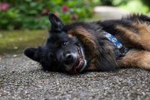 Lieber Bruno sucht liebevolle Familie Bild 2